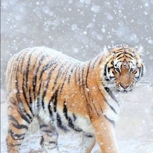 Meet your Posher, Dawn